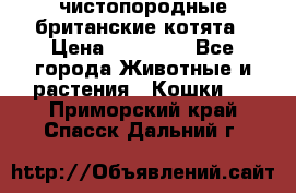 чистопородные британские котята › Цена ­ 10 000 - Все города Животные и растения » Кошки   . Приморский край,Спасск-Дальний г.